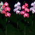 Set 2 Lămpi Solare Decorative Tip Orhidee Rosie– Iluminare LED, Design Elegant și Funcționare Automată [2]